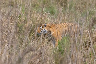 Ormanda çimlerde yürüyen kaplan