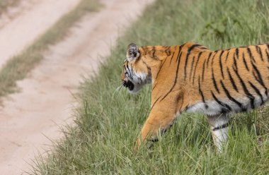 Ormanda çimlerde yürüyen kaplan