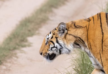 Ormanda çimlerde yürüyen kaplan