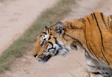Ormanda çimlerde yürüyen kaplan