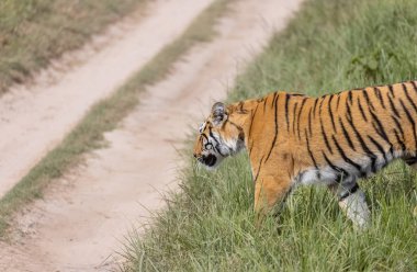 Ormanda çimlerde yürüyen kaplan