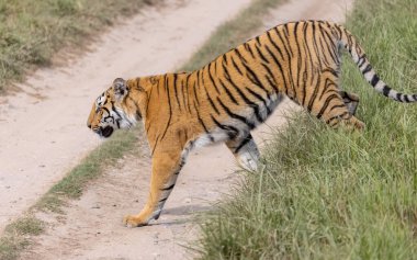 Ormanda çimlerde yürüyen kaplan
