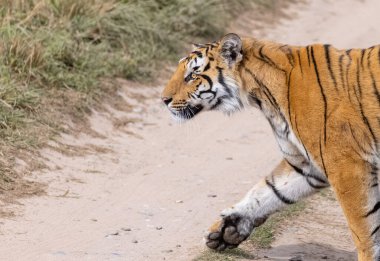 Ormanda çimlerde yürüyen kaplan