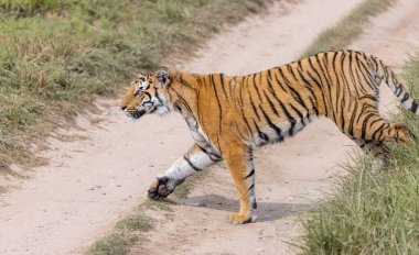 Ormanda çimlerde yürüyen kaplan
