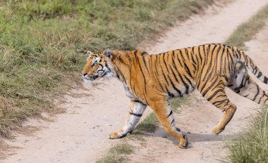 Ormanda çimlerde yürüyen kaplan