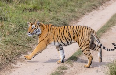 Ormanda çimlerde yürüyen kaplan