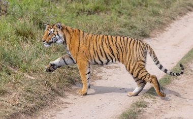 Ormanda çimlerde yürüyen kaplan