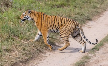 Ormanda çimlerde yürüyen kaplan