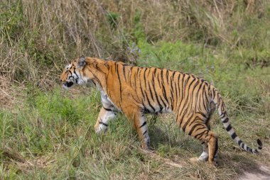 Ormanda çimlerde yürüyen kaplan