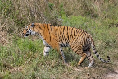 Ormanda çimlerde yürüyen kaplan