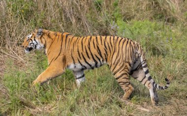 Ormanda çimlerde yürüyen kaplan
