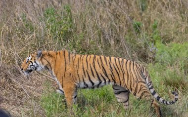 Ormanda çimlerde yürüyen kaplan