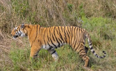 Ormanda çimlerde yürüyen kaplan