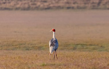 Sarus Crane (Grus antigone) kuş çifti Jim Corbett ormanının çayırlarında yürüyor.