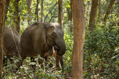 Corbett Tiger Reserve ormanında Asya fili (Elephas maximus).