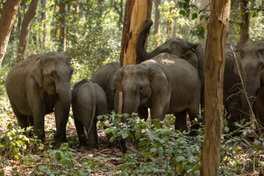Corbett Tiger Reserve ormanında Asya fili (Elephas maximus).