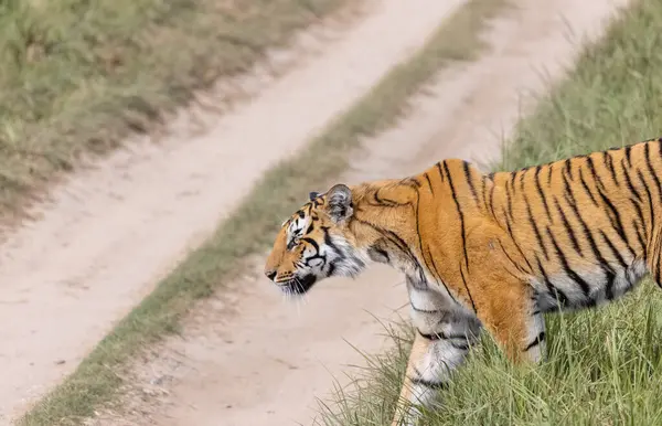 Ormanda çimlerde yürüyen kaplan