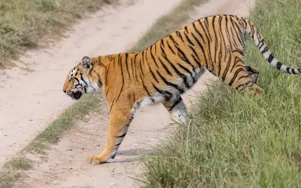 Ormanda çimlerde yürüyen kaplan