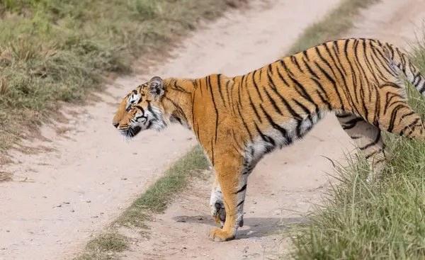 Ormanda çimlerde yürüyen kaplan