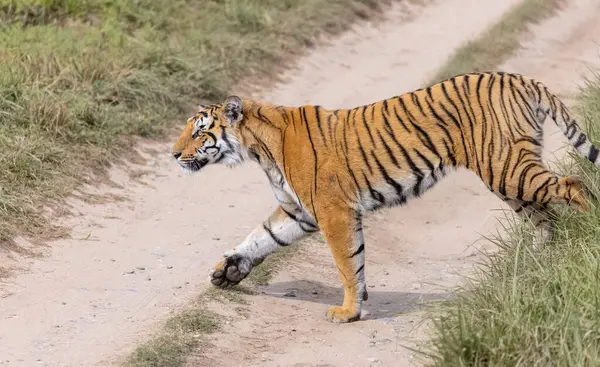Ormanda çimlerde yürüyen kaplan