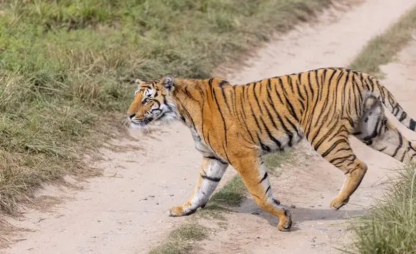 Ormanda çimlerde yürüyen kaplan