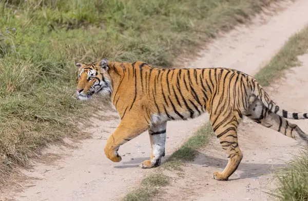 Ormanda çimlerde yürüyen kaplan