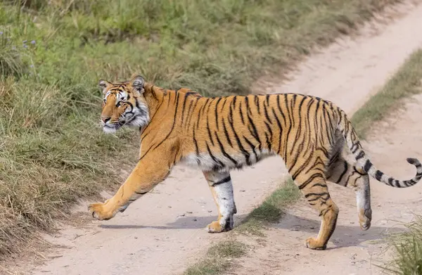 Ormanda çimlerde yürüyen kaplan