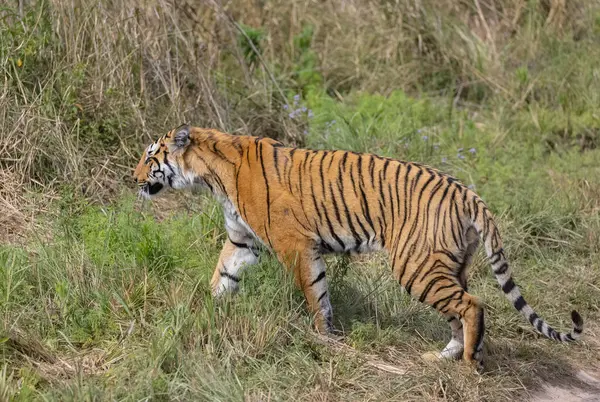 Ormanda çimlerde yürüyen kaplan