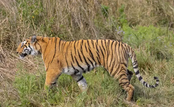 Ormanda çimlerde yürüyen kaplan