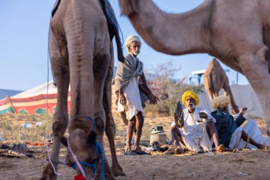 Puşkar, Rajasthan, Hindistan - Kasım 09 2024: Geleneksel giysili rajasthani erkek portresi çöl panayırında deve fuarı sırasında deve ticareti sırasında sarıklı.