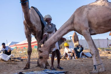 Puşkar, Rajasthan, Hindistan - Kasım 09 2024: Geleneksel giysili rajasthani erkek portresi çöl panayırında deve fuarı sırasında deve ticareti sırasında sarıklı.