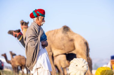 Puşkar, Rajasthan, Hindistan - Kasım 09 2024: Geleneksel giysili rajasthani erkek portresi çöl panayırında deve fuarı sırasında deve ticareti sırasında sarıklı.