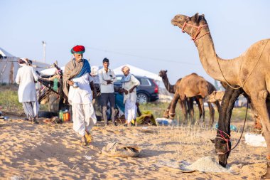 Puşkar, Rajasthan, Hindistan - Kasım 09 2024: Geleneksel giysili rajasthani erkek portresi çöl panayırında deve fuarı sırasında deve ticareti sırasında sarıklı.