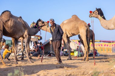 Puşkar, Rajasthan, Hindistan - Kasım 09 2024: Geleneksel giysili rajasthani erkek portresi çöl panayırında deve fuarı sırasında deve ticareti sırasında sarıklı.