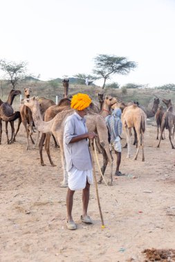Puşkar, Rajasthan, Hindistan - Kasım 09 2024: Geleneksel beyaz giysili rajasthani erkek portresi çöl panayırında renkli türbanlı deve fuarı sırasında develeri takas etmek için.