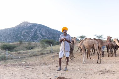 Puşkar, Rajasthan, Hindistan - Kasım 09 2024: Geleneksel beyaz giysili rajasthani erkek portresi çöl panayırında renkli türbanlı deve fuarı sırasında develeri takas etmek için.