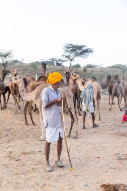Puşkar, Rajasthan, Hindistan - Kasım 09 2024: Geleneksel beyaz giysili rajasthani erkek portresi çöl panayırında renkli türbanlı deve fuarı sırasında develeri takas etmek için.