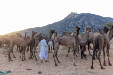 Puşkar, Rajasthan, Hindistan - Kasım 09 2024: Geleneksel giysili rajasthani erkek portresi çöl panayırında deve fuarı sırasında deve ticareti sırasında sarıklı.