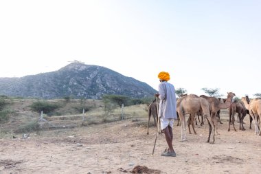 Puşkar, Rajasthan, Hindistan - Kasım 09 2024: Geleneksel beyaz giysili rajasthani erkek portresi çöl panayırında renkli türbanlı deve fuarı sırasında develeri takas etmek için.