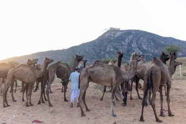 Puşkar, Rajasthan, Hindistan - Kasım 09 2024: Geleneksel beyaz giysili rajasthani erkek portresi çöl panayırında renkli türbanlı deve fuarı sırasında develeri takas etmek için.