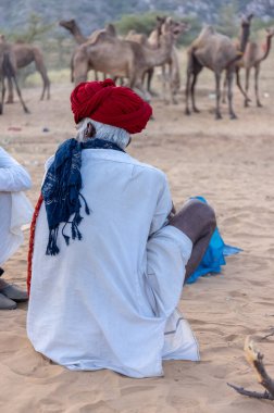 Puşkar, Rajasthan, Hindistan - Kasım 09 2024: Geleneksel giysili rajasthani erkek portresi çöl panayırında deve fuarı sırasında deve ticareti sırasında sarıklı.