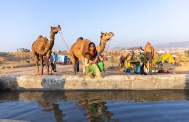 Pushkar Fuarı, deve festivali sırasında kum tepelerinin çöl zemininde deve süslemesi
