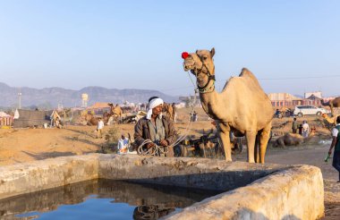 Pushkar Fuarı, deve festivali sırasında kum tepelerinin çöl zemininde deve süslemesi