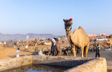 Pushkar Fuarı, deve festivali sırasında kum tepelerinin çöl zemininde deve süslemesi