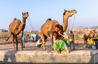 Pushkar Fuarı, deve festivali sırasında kum tepelerinin çöl zemininde deve süslemesi