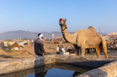 Pushkar Fuarı, deve festivali sırasında kum tepelerinin çöl zemininde deve süslemesi
