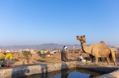 Pushkar Fuarı, deve festivali sırasında kum tepelerinin çöl zemininde deve süslemesi