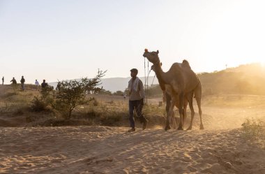Puşkar, Rajasthan, Hindistan - Kasım 09 2024: Geleneksel giysili bir rajasthani erkek portresi çöl panayırında develerin ticareti sırasında türbanlı..