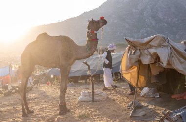 Puşkar, Rajasthan, Hindistan - Kasım 09 2024: Geleneksel giysili bir rajasthani erkek portresi çöl panayırında develerin ticareti sırasında türbanlı..