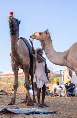 Puşkar, Rajasthan, Hindistan - Kasım 09 2024: Geleneksel giysili bir rajasthani erkek portresi çöl panayırında develerin ticareti sırasında türbanlı..